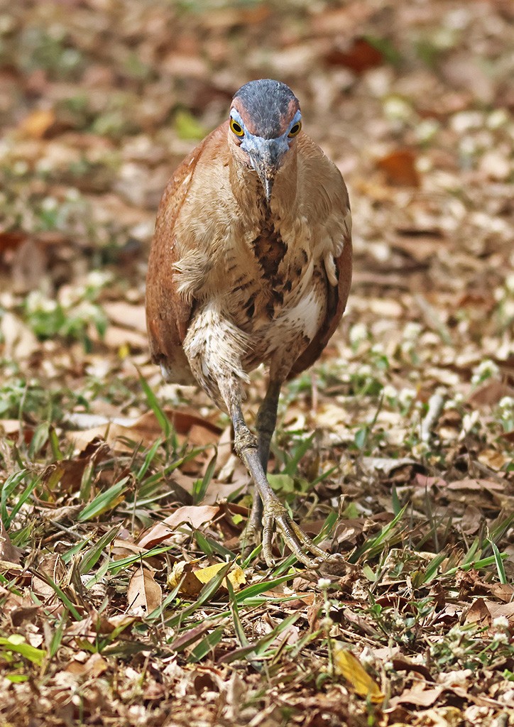 Malayan Night Heron - ML617555341