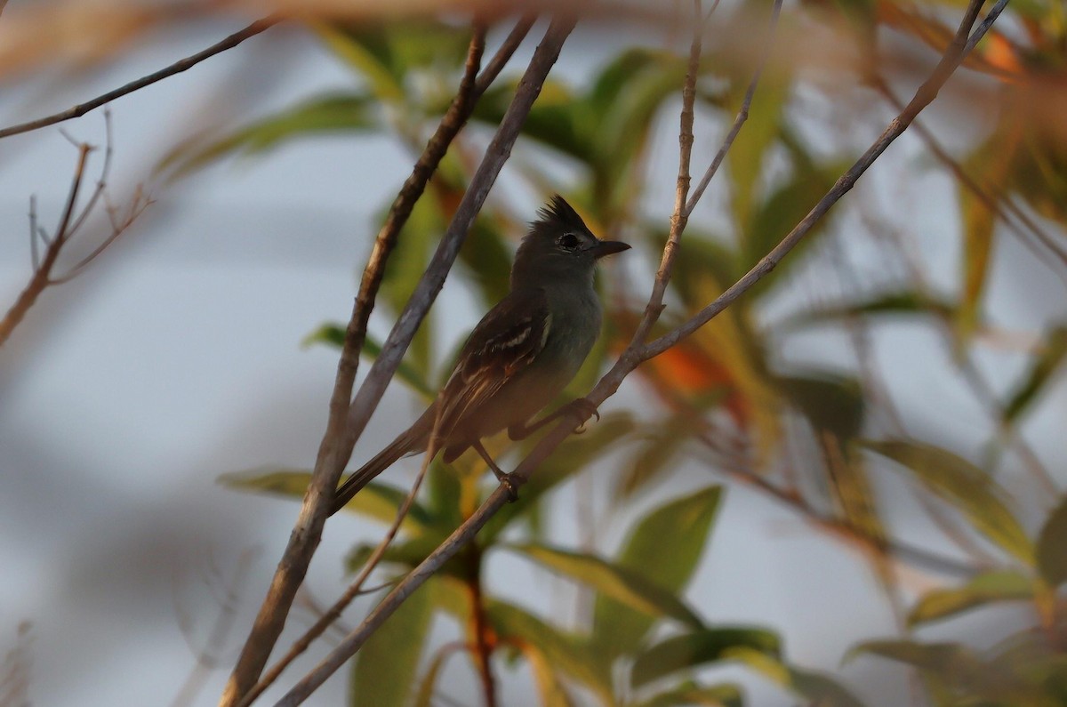 Plain-crested Elaenia - Pete Shen