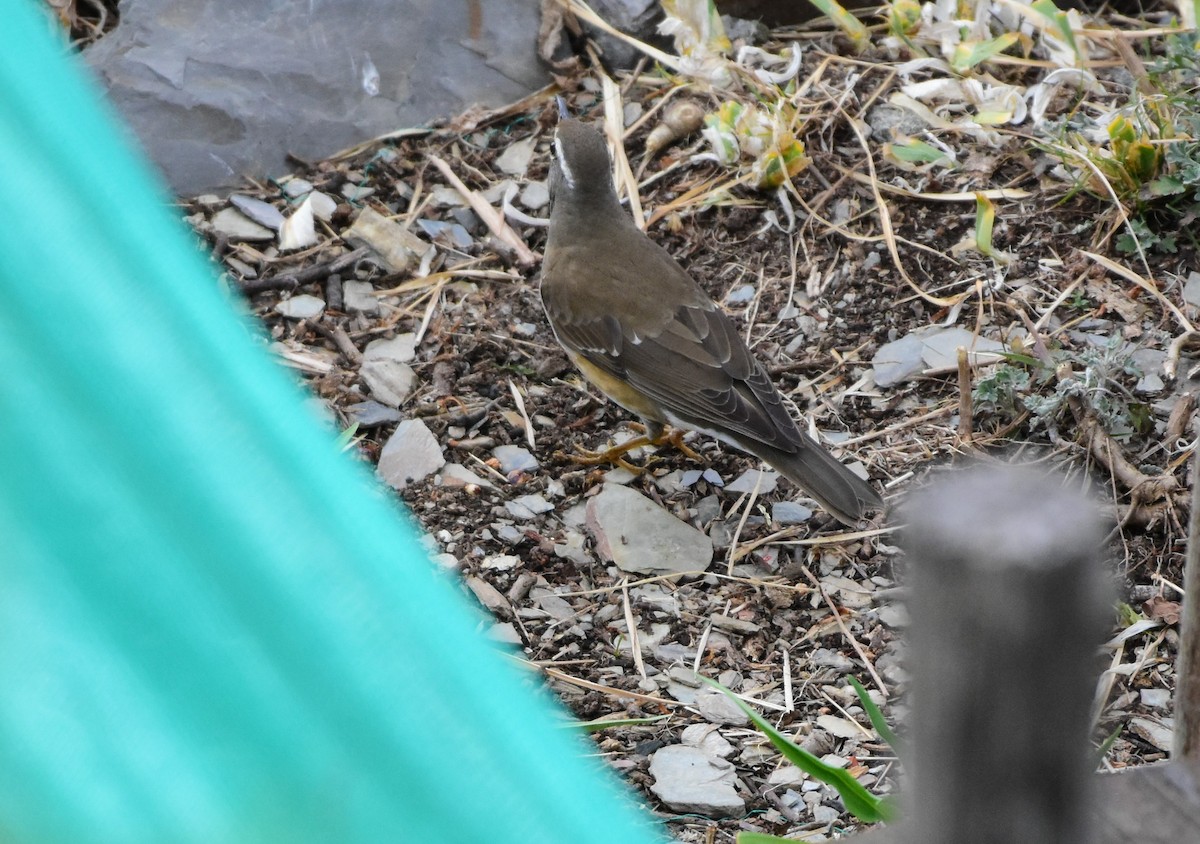 Eyebrowed Thrush - SHIRISH GAJARALWAR