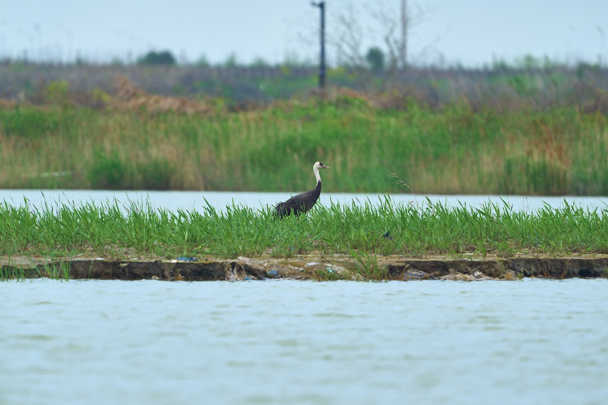 Hooded Crane - ML617555348