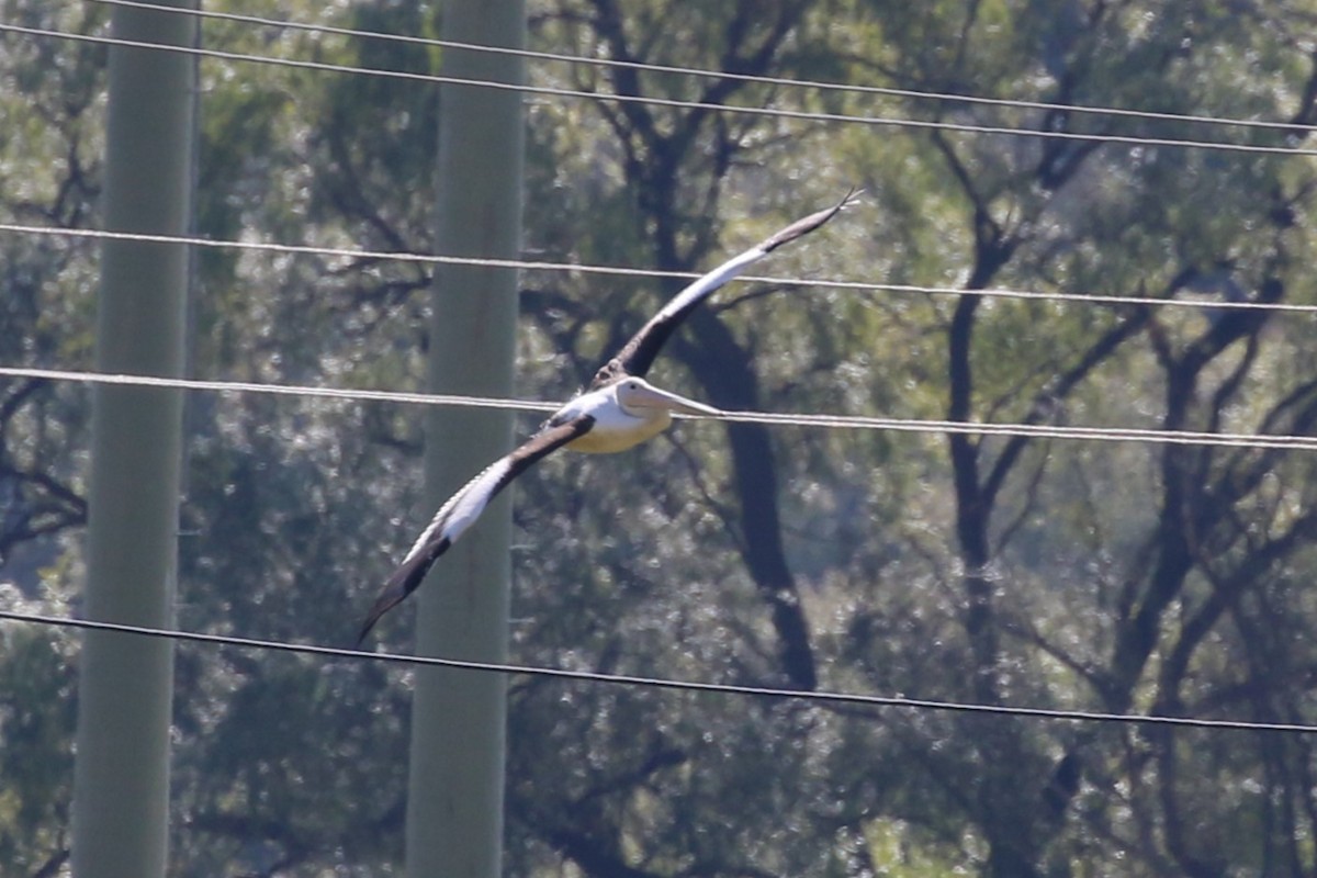 Australian Pelican - ML617555353