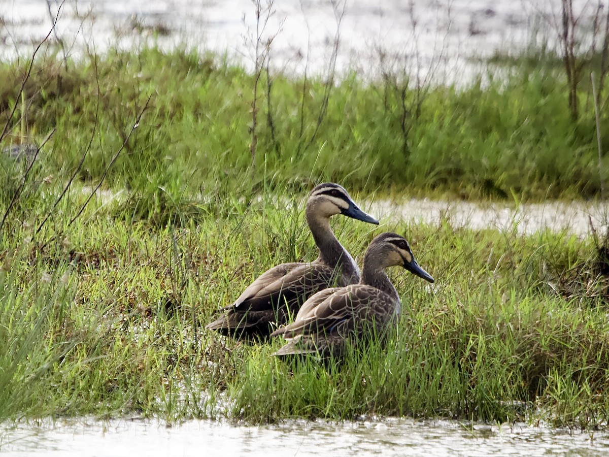 Pacific Black Duck - ML617555354