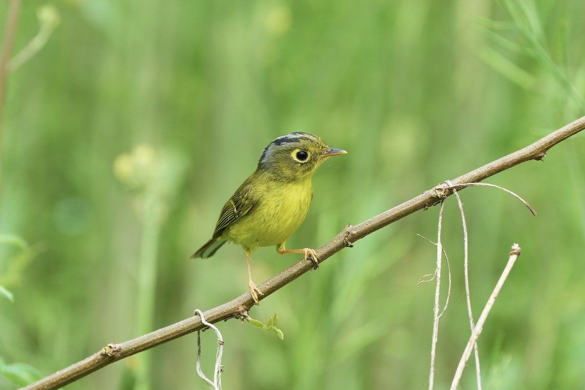 White-spectacled Warbler - ML617555371