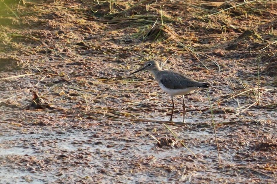 Solitary Sandpiper - ML617555377