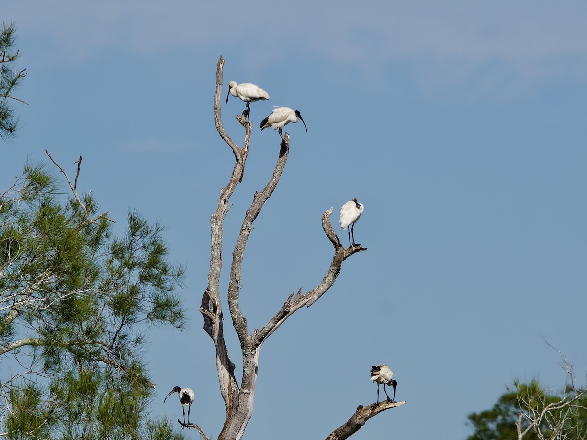 Australian Ibis - ML617555379