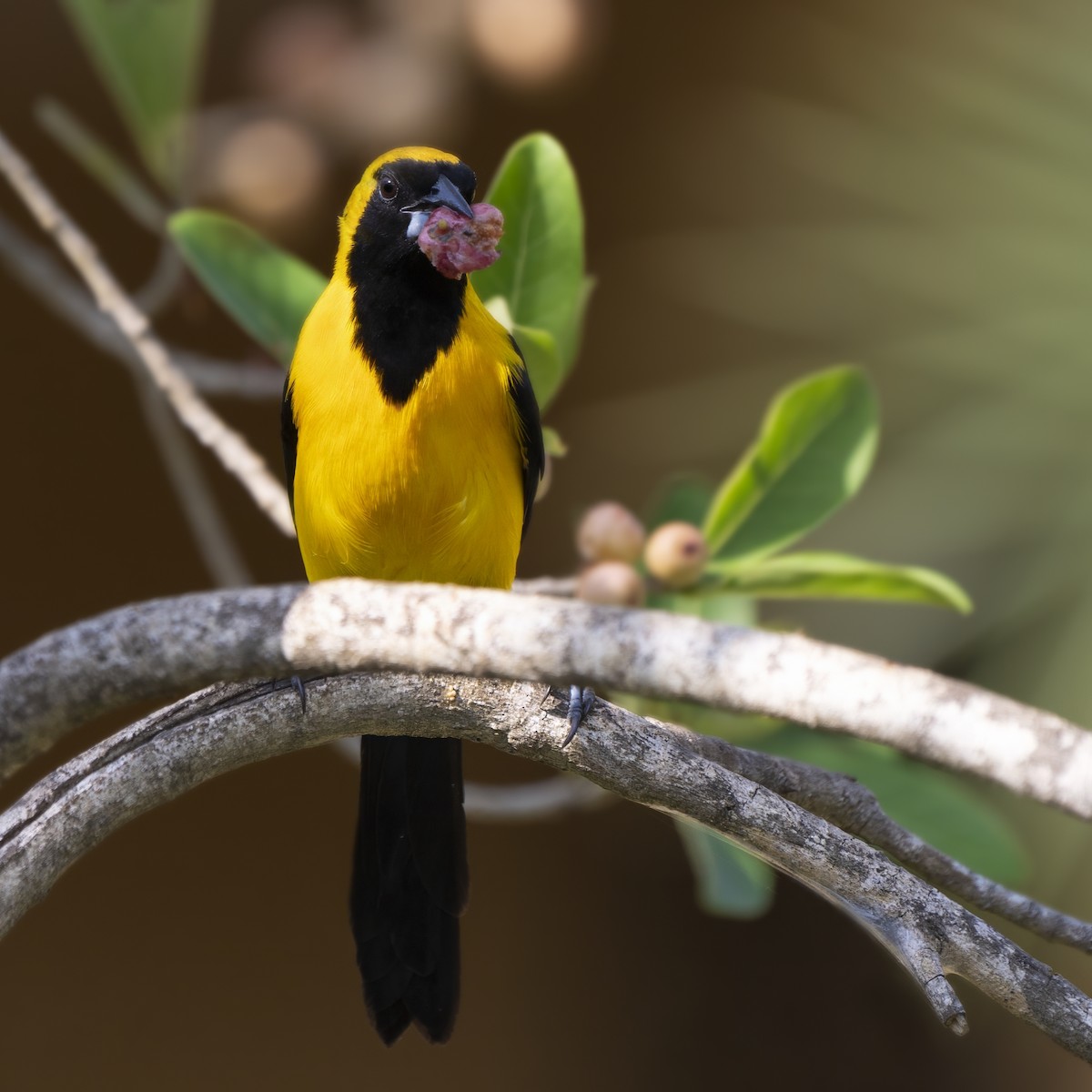 Yellow-backed Oriole - ML617555383