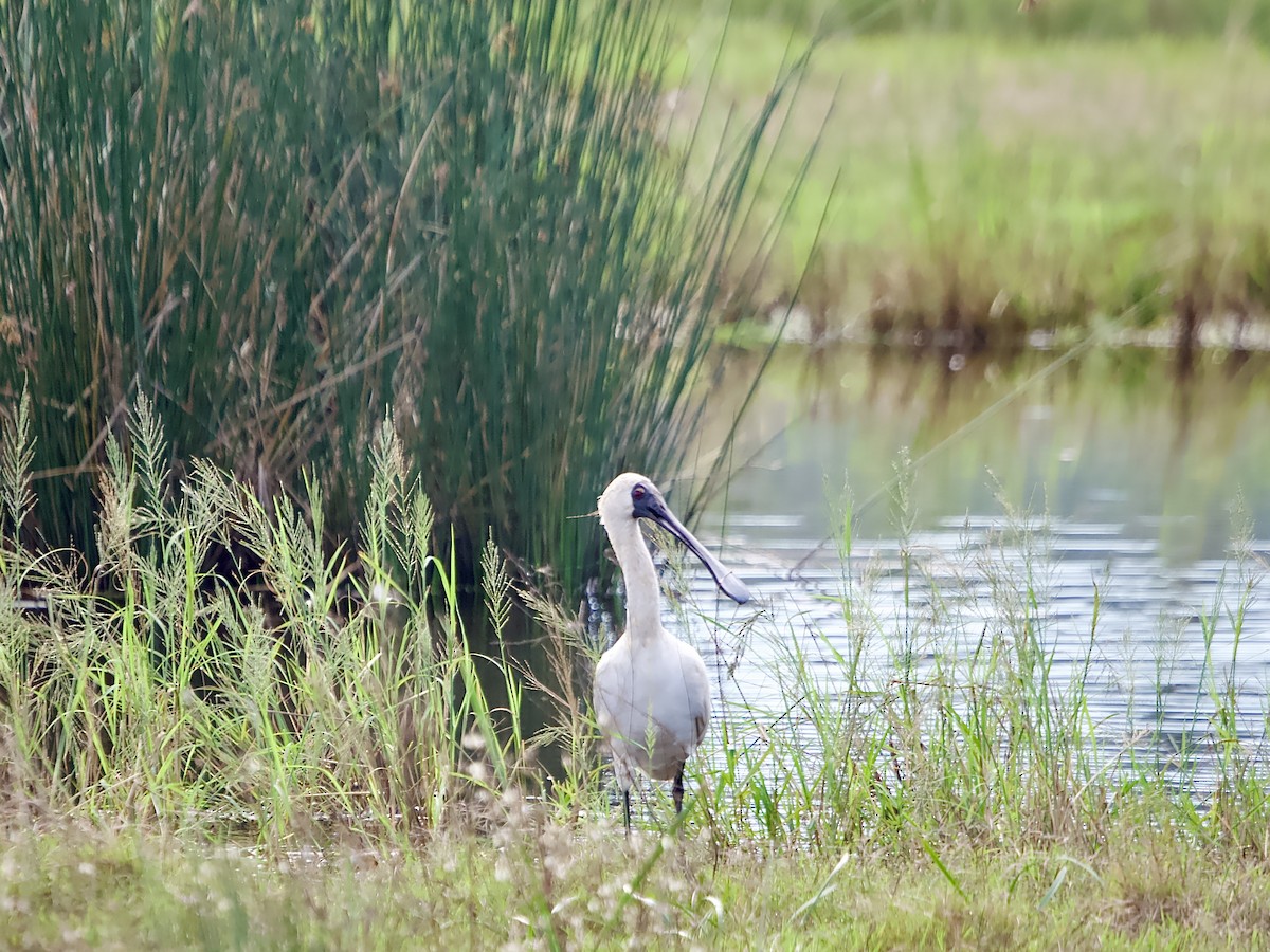 Royal Spoonbill - ML617555388