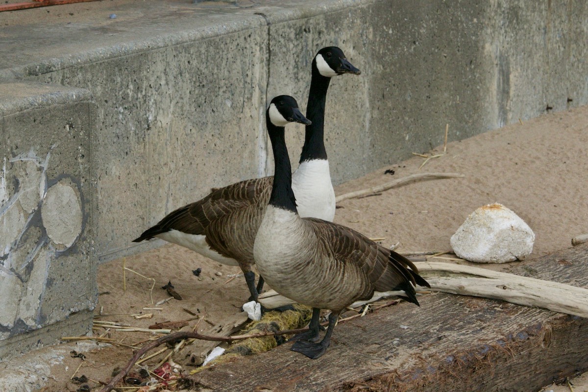 Canada Goose - ML617555392