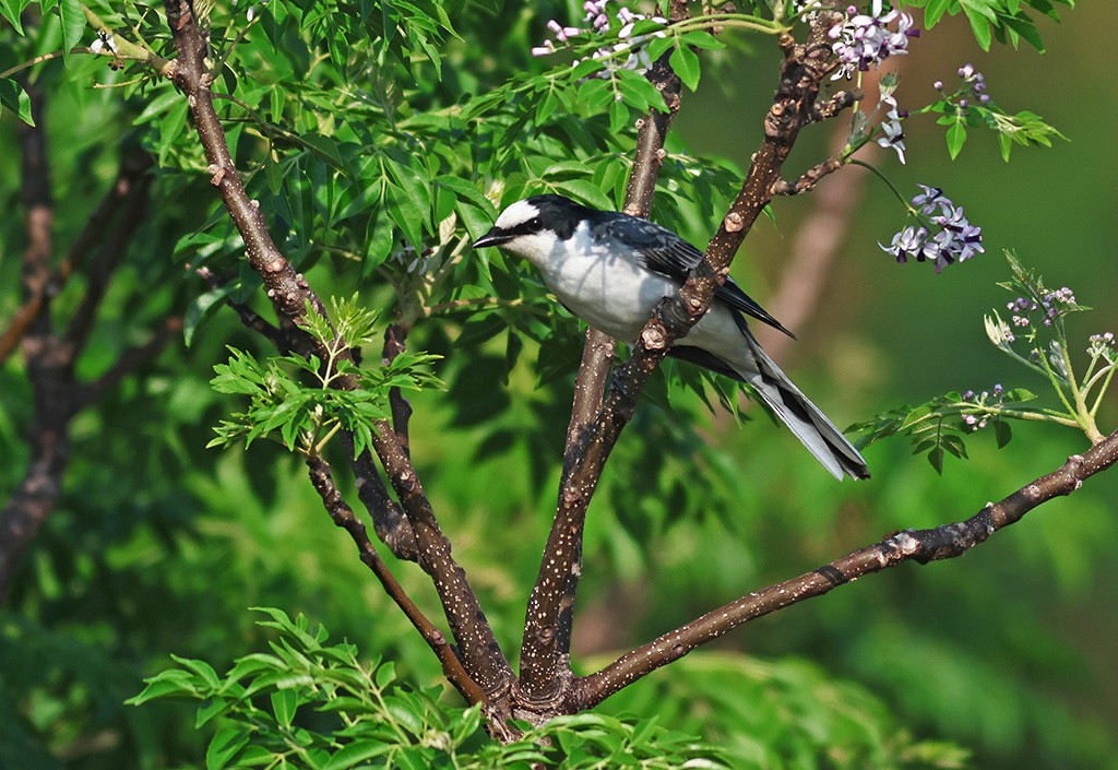 Ashy Minivet - ML617555393