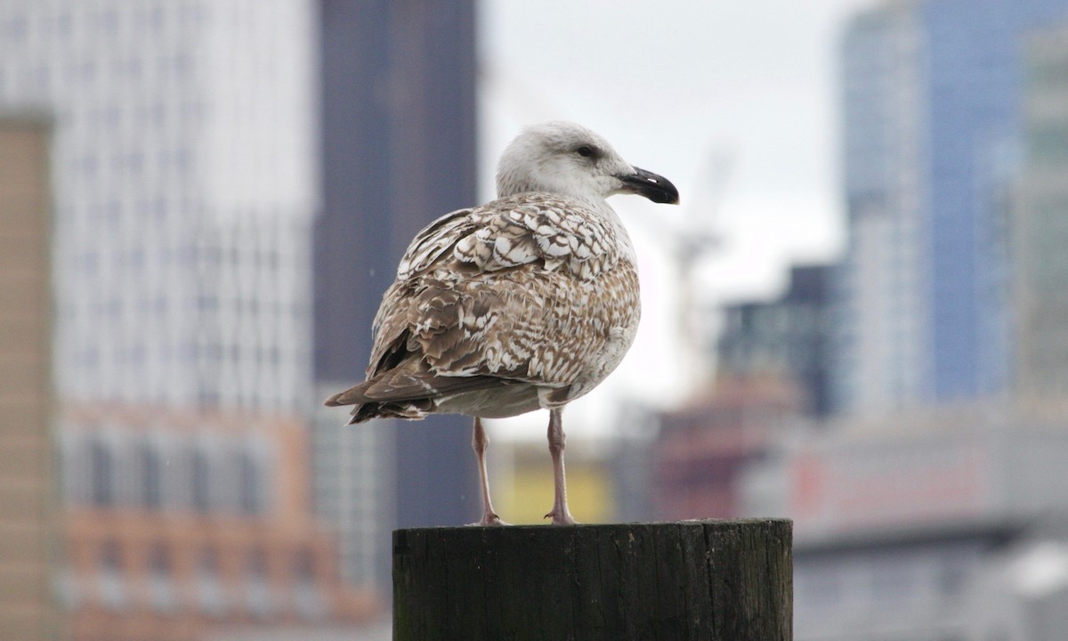 Great Black-backed Gull - ML617555394