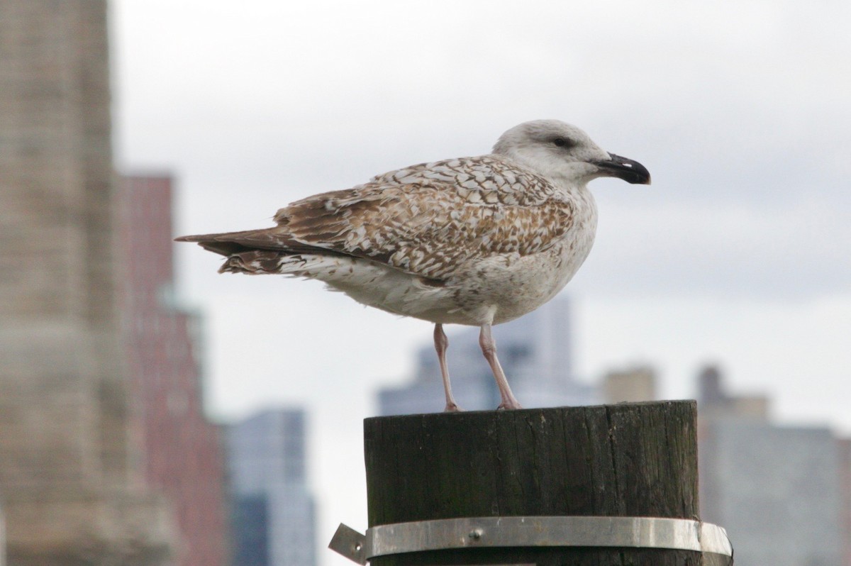 Great Black-backed Gull - ML617555395