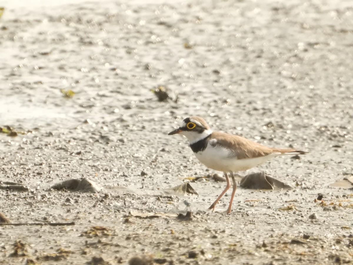 Little Ringed Plover - ML617555399