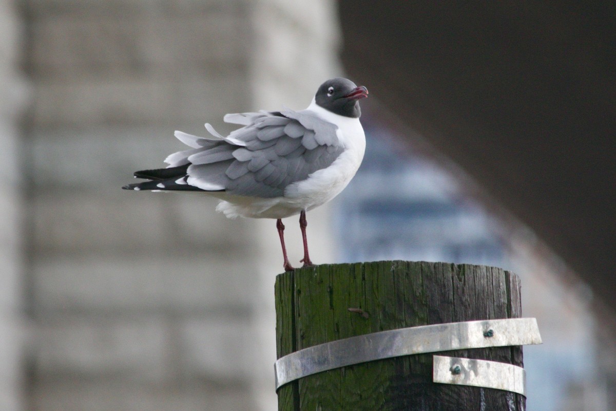 Laughing Gull - ML617555401