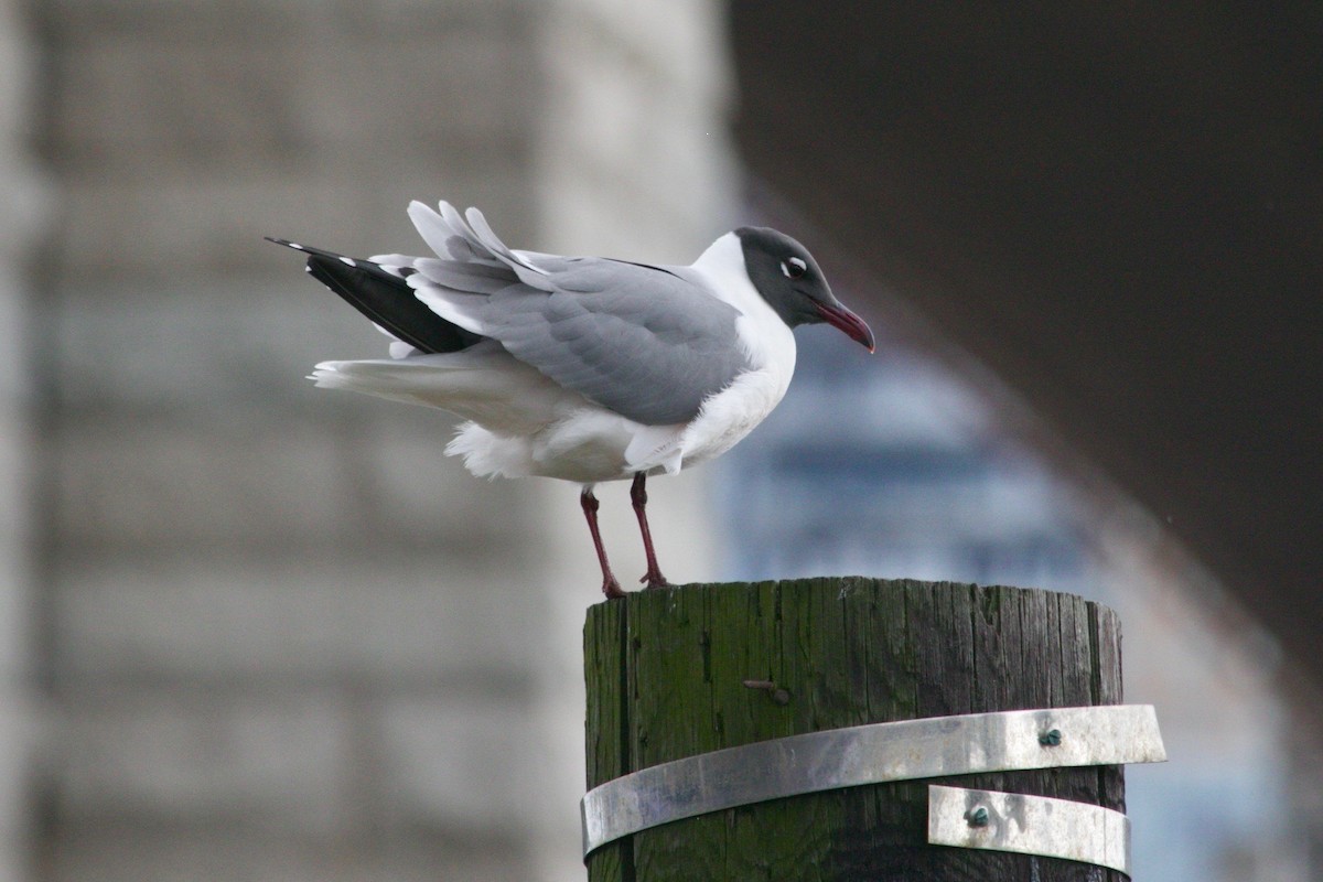 Laughing Gull - ML617555402