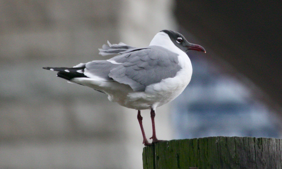 Gaviota Guanaguanare - ML617555403