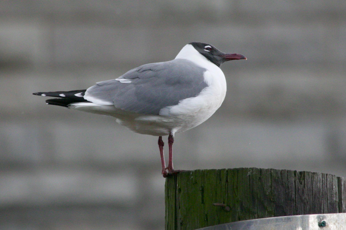 Laughing Gull - ML617555404