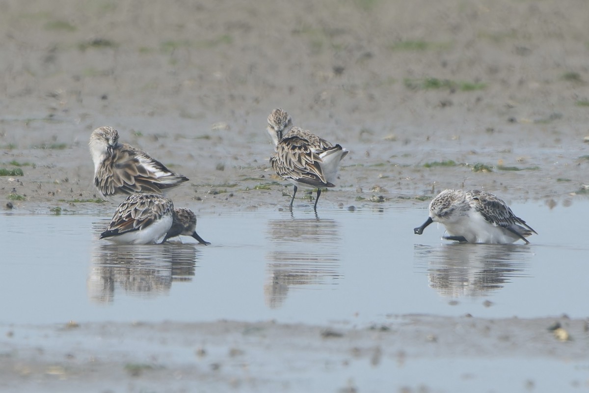 Spoon-billed Sandpiper - T-Mac S