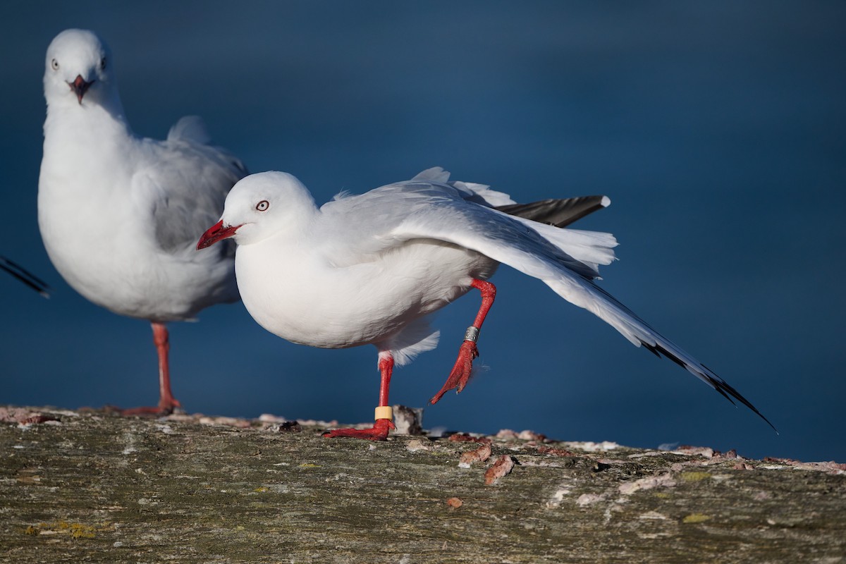 Silver Gull (Red-billed) - ML617555495
