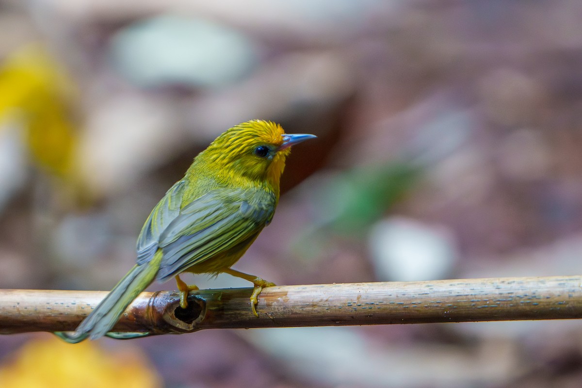 Golden Babbler - Woramate Boonyavantang