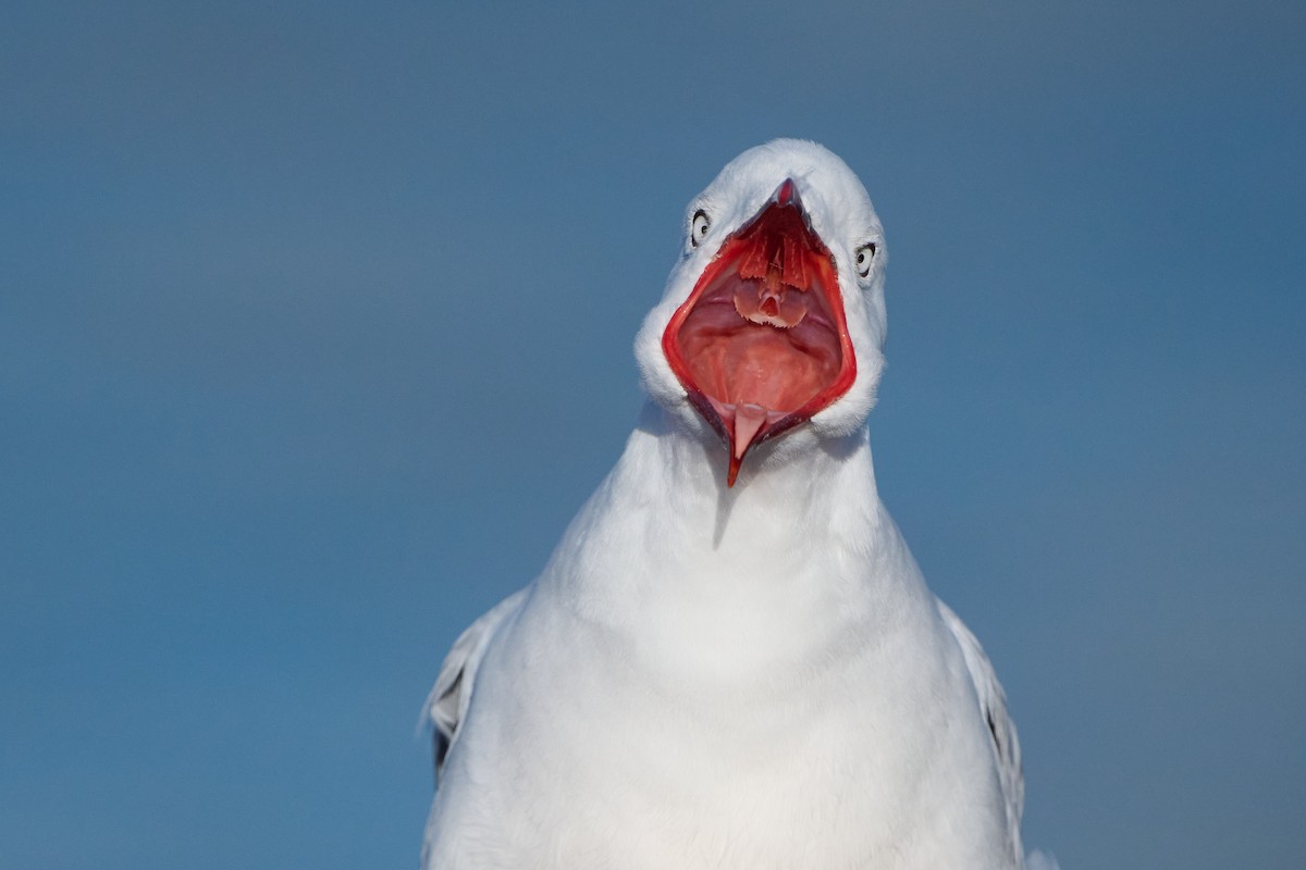 Silver Gull (Red-billed) - ML617555516