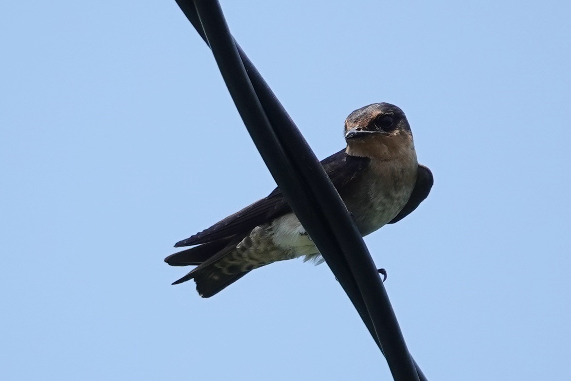 Pacific Swallow - ML617555527