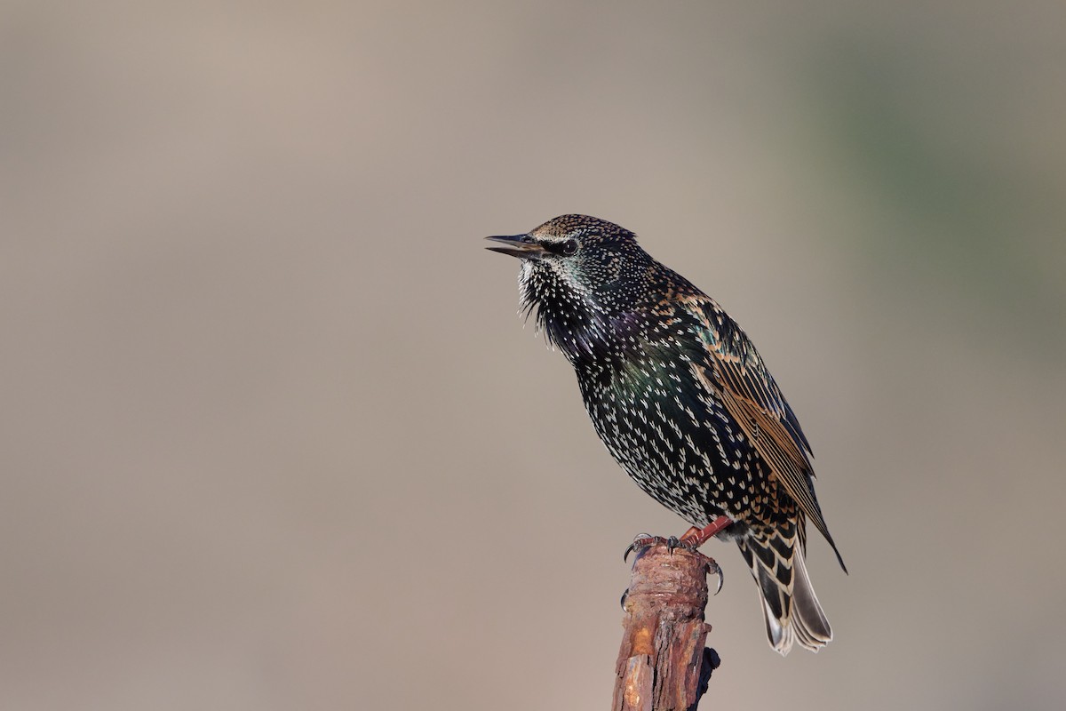 European Starling - ML617555531