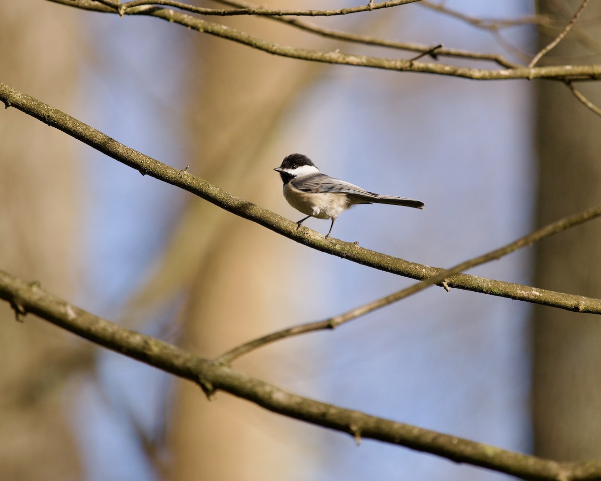 Carolina Chickadee - ML617555539