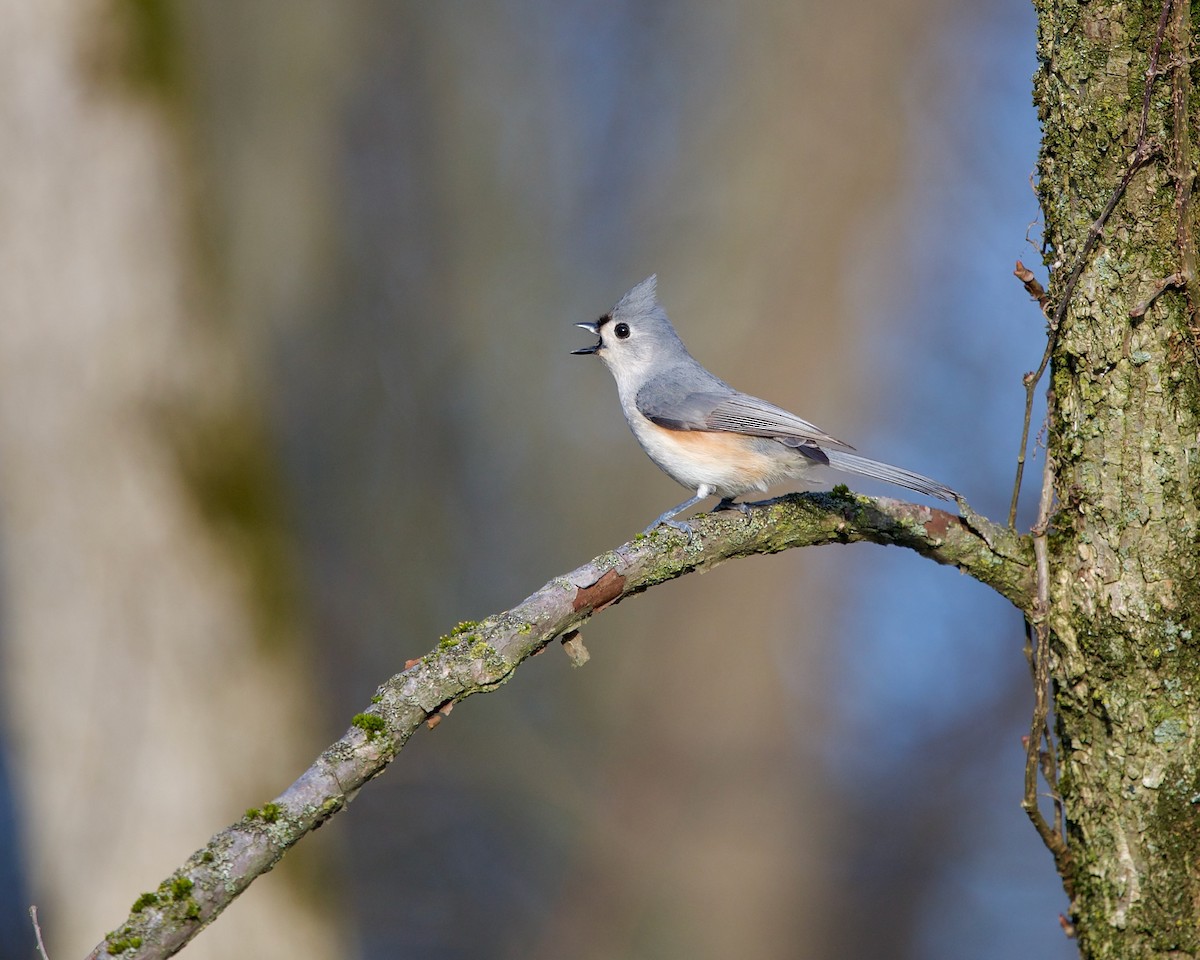 Tufted Titmouse - ML617555542