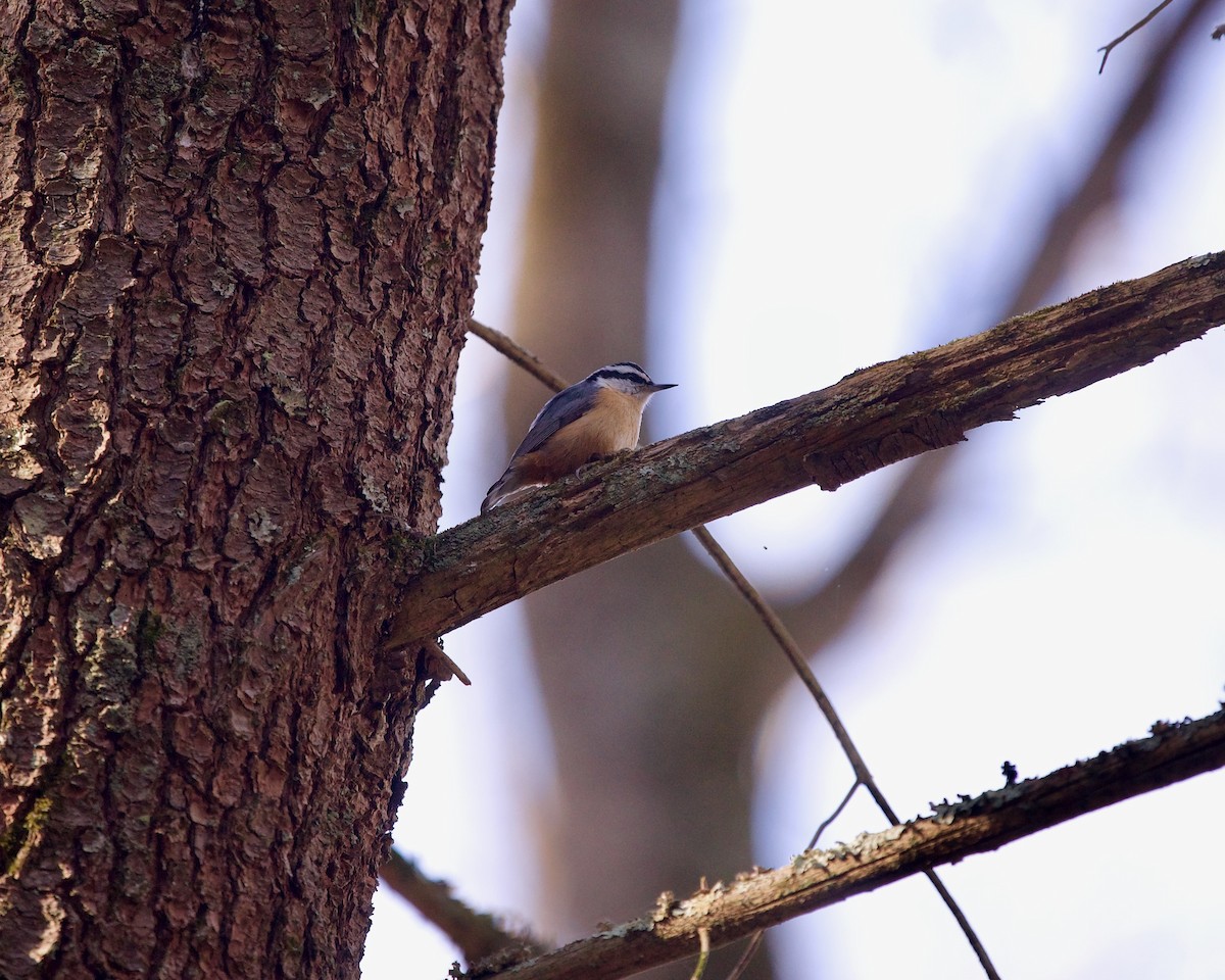 Garrapo kanadarra - ML617555545