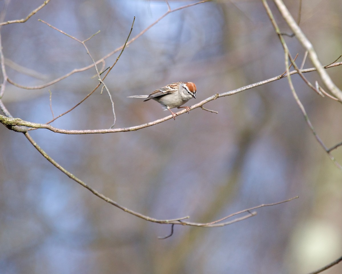 Chipping Sparrow - ML617555549