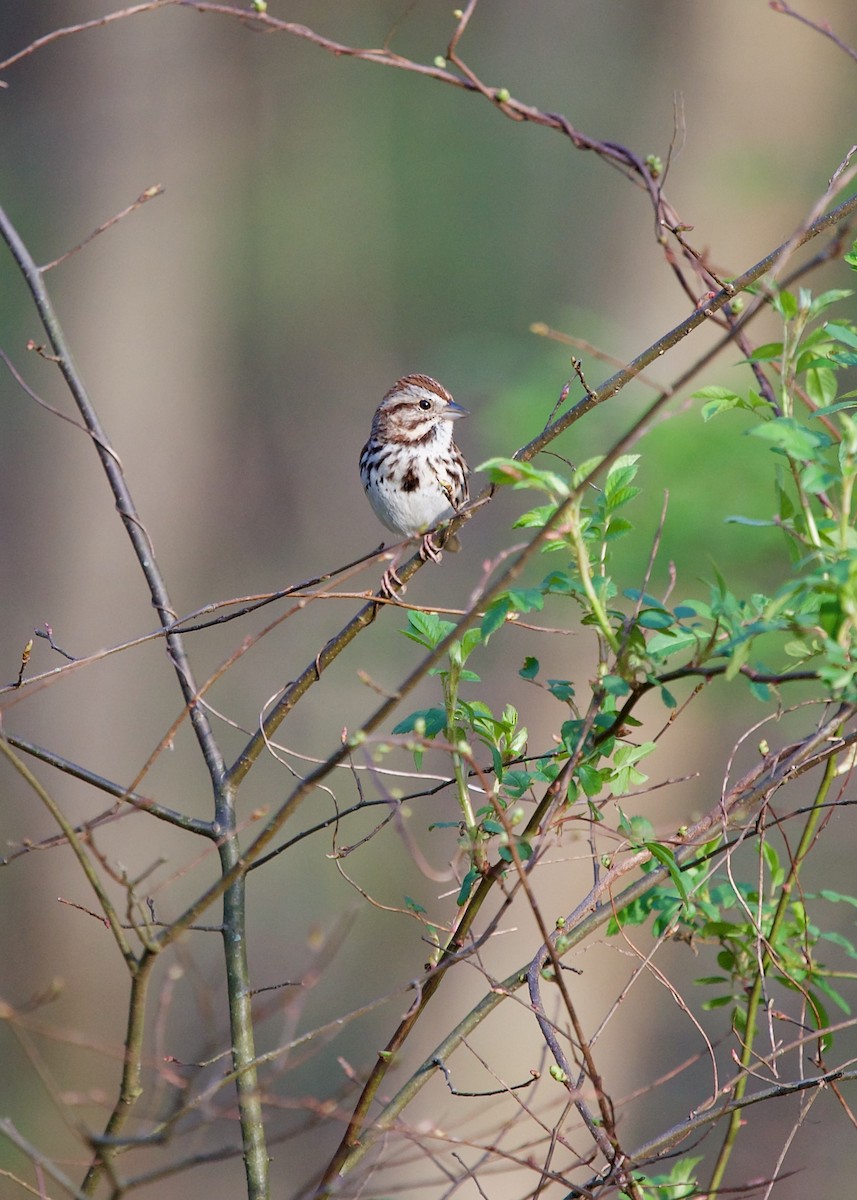 Song Sparrow - ML617555554