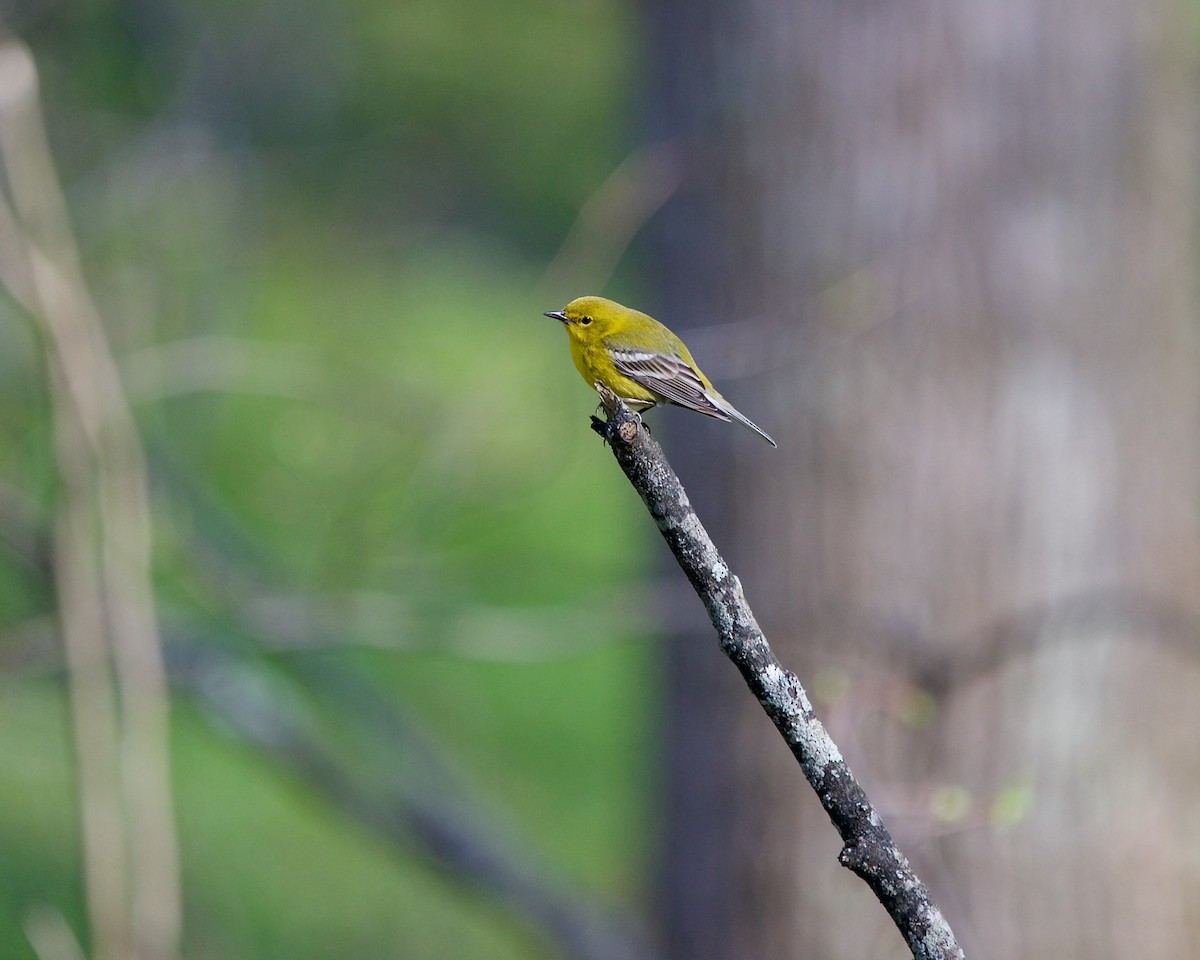 Pine Warbler - ML617555557