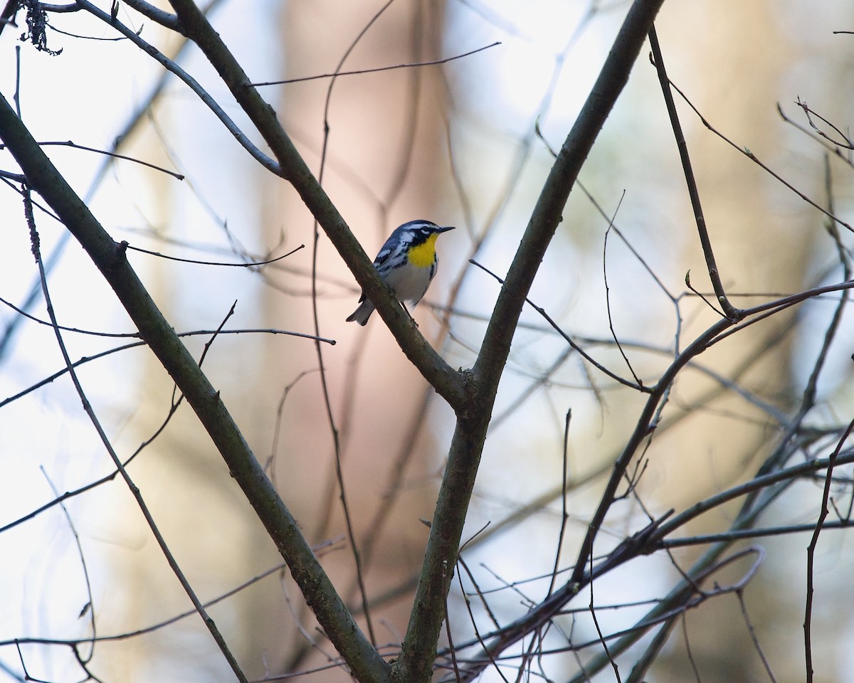 Yellow-throated Warbler - ML617555558