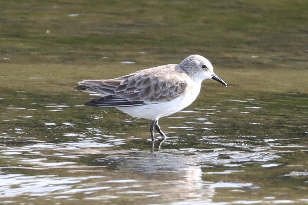 Zwergstrandläufer - ML617555567