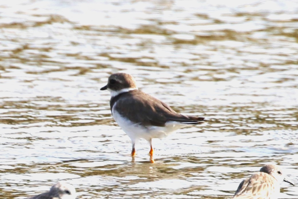 Common Ringed Plover - ML617555573