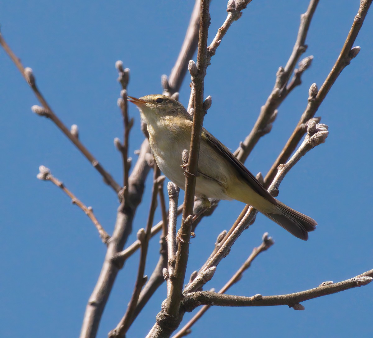 Iberian Chiffchaff - ML617555581