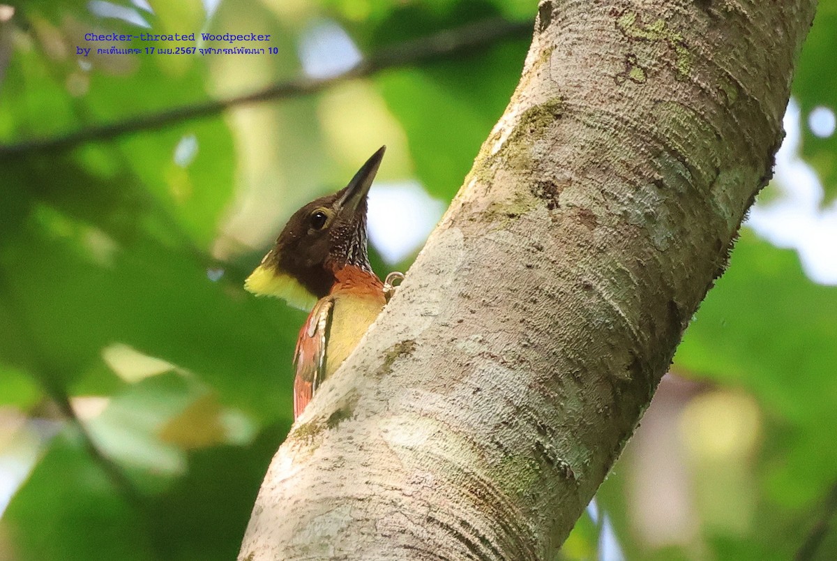 Checker-throated Woodpecker - ML617555598