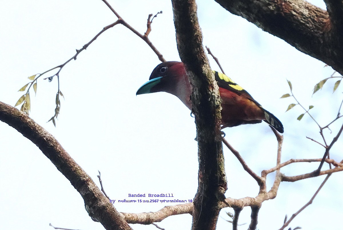 Banded Broadbill - ML617555611