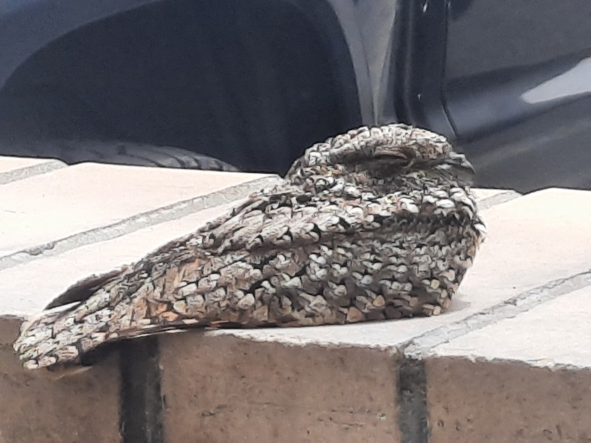 Common Poorwill - Diana Perkins