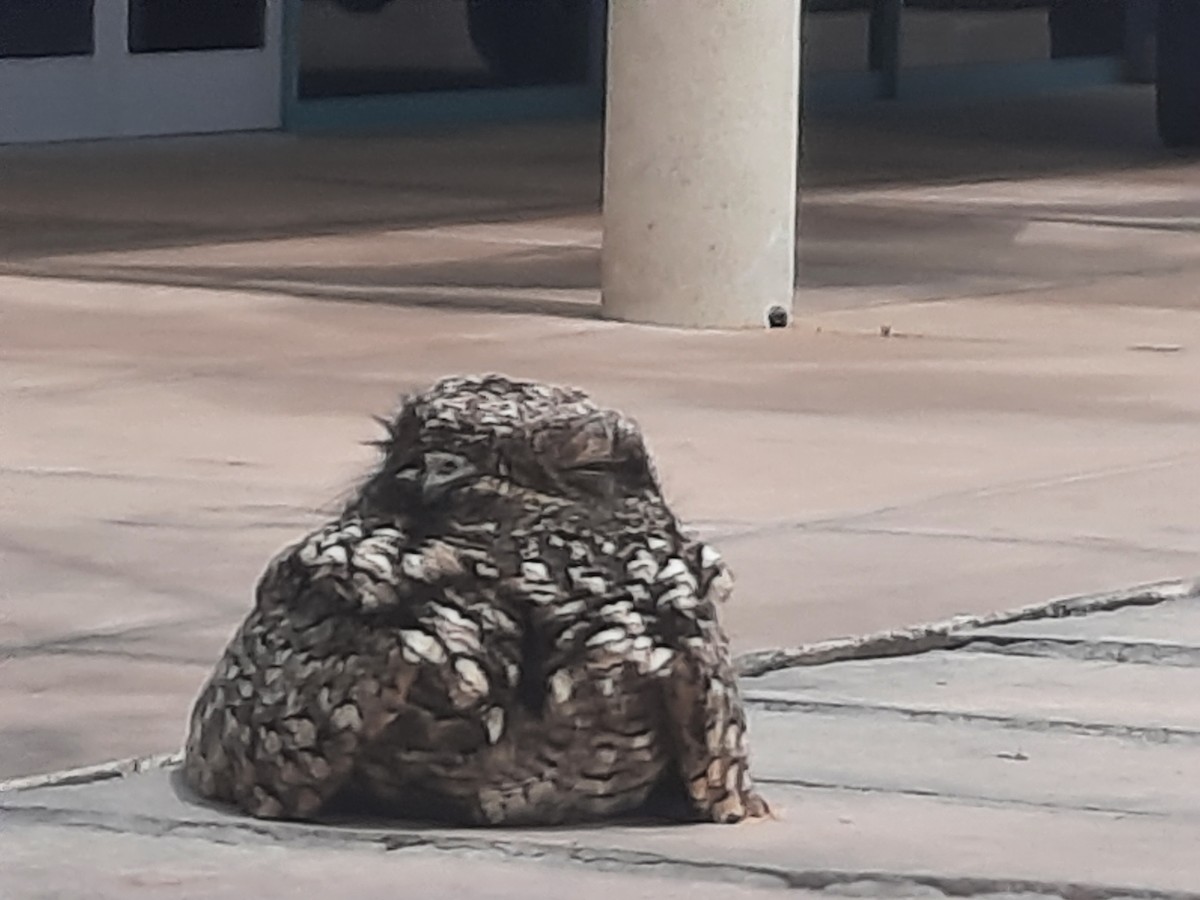 Common Poorwill - Diana Perkins