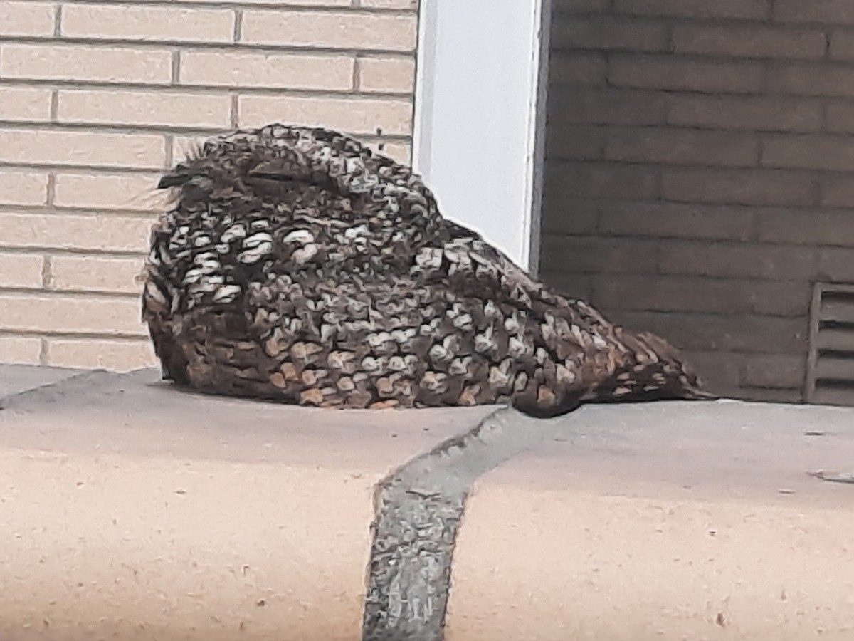 Common Poorwill - Diana Perkins