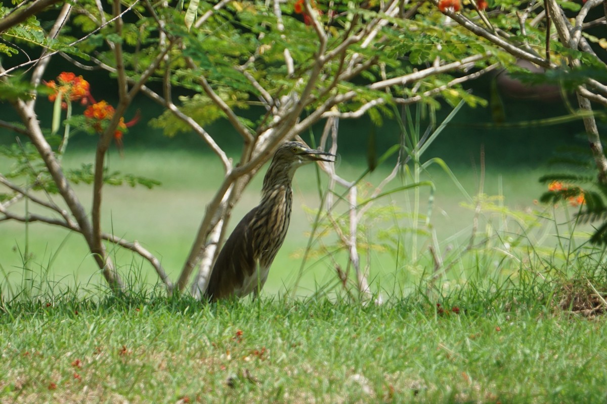 pond-heron sp. - ML617555641
