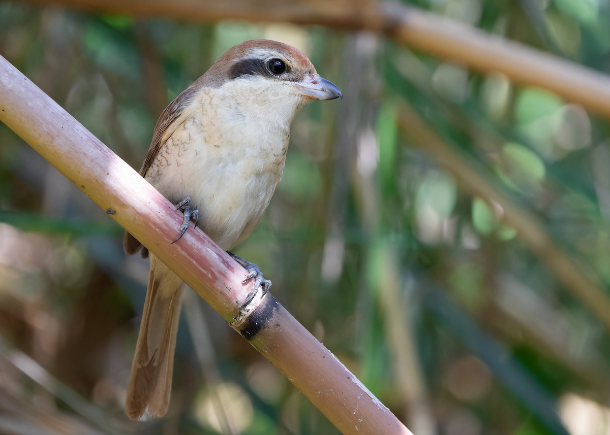 Pie-grièche brune (cristatus/confusus) - ML617555642