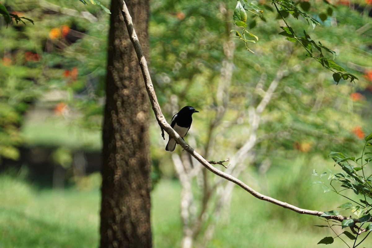 Oriental Magpie-Robin - ML617555646