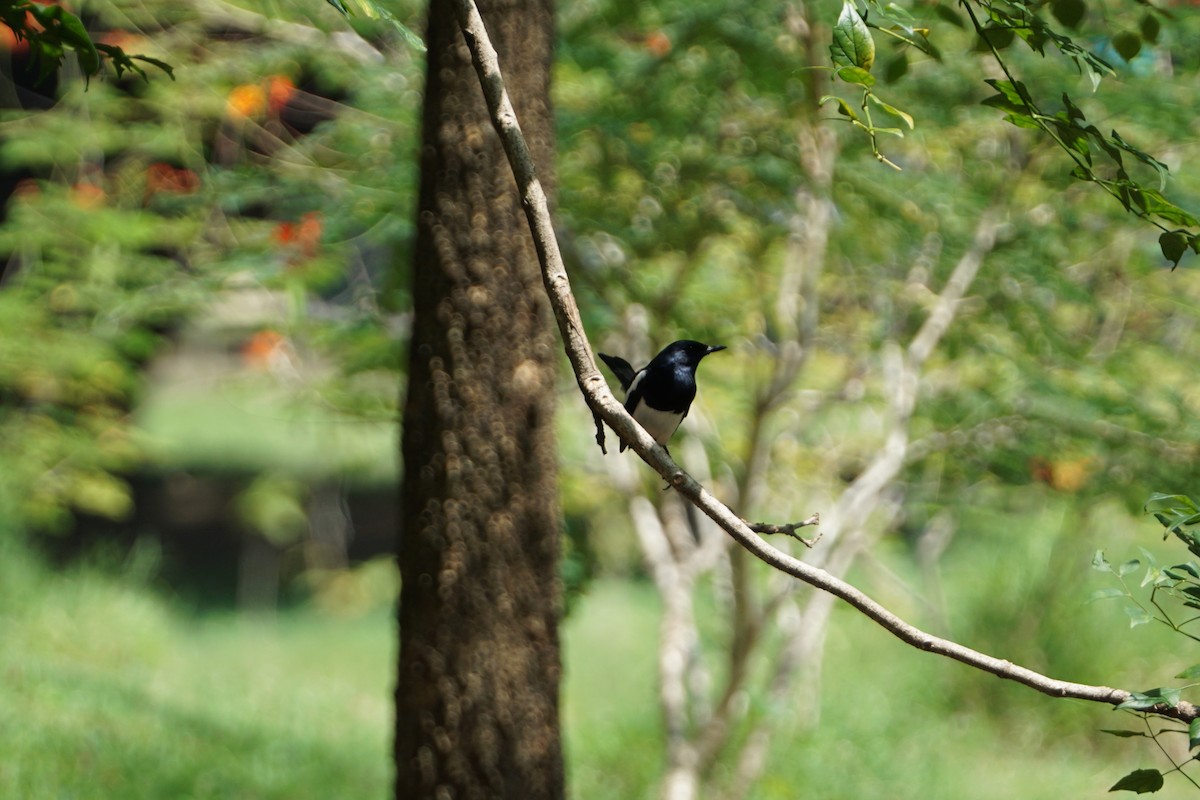 Oriental Magpie-Robin - ML617555647