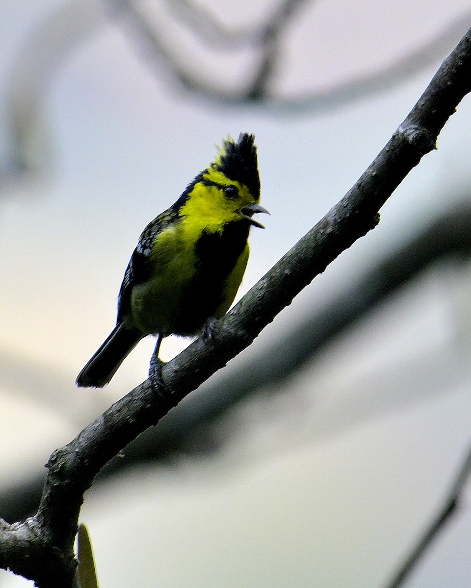 Yellow-cheeked Tit - ML617555672