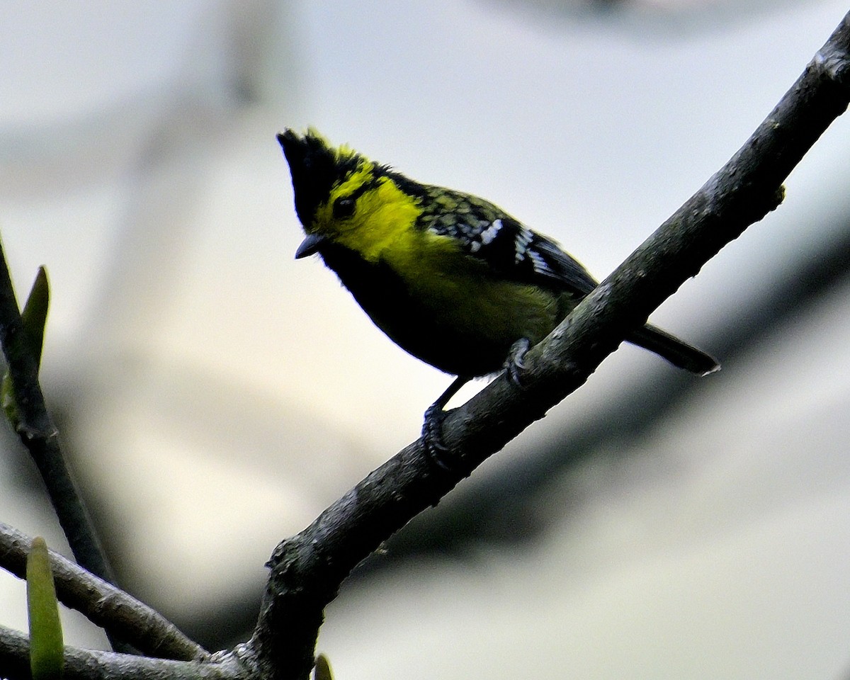 Yellow-cheeked Tit - ML617555673