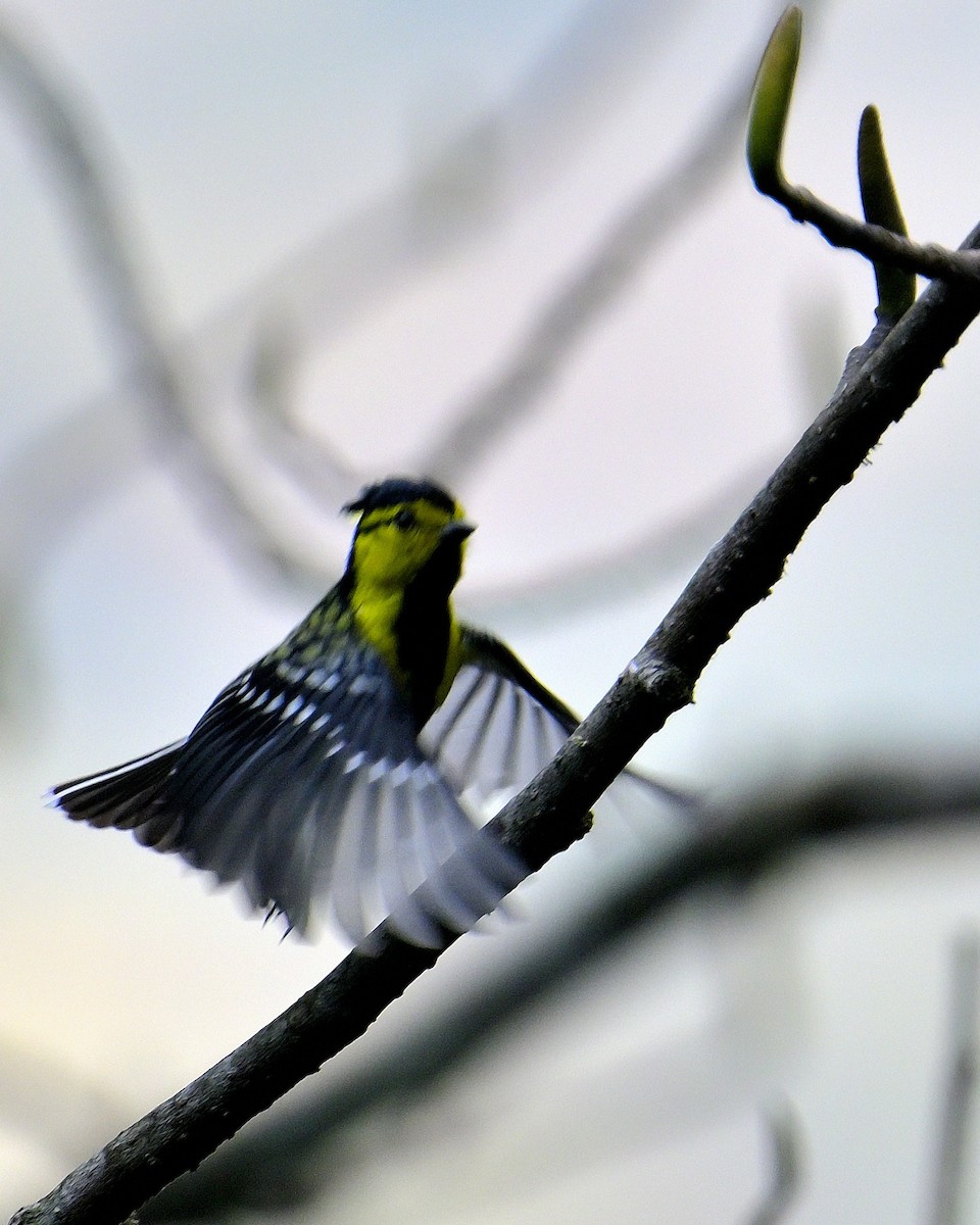 Yellow-cheeked Tit - ML617555674