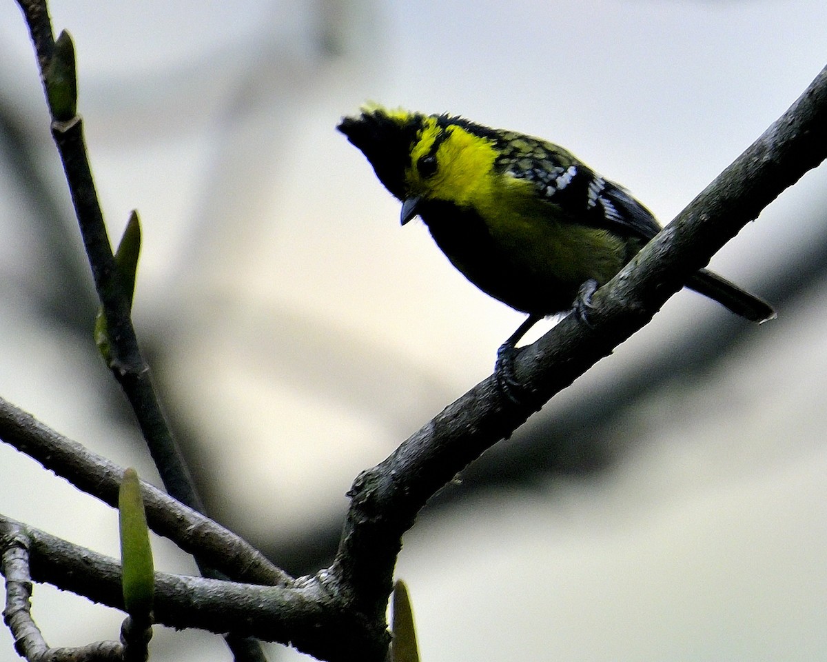 Yellow-cheeked Tit - ML617555675