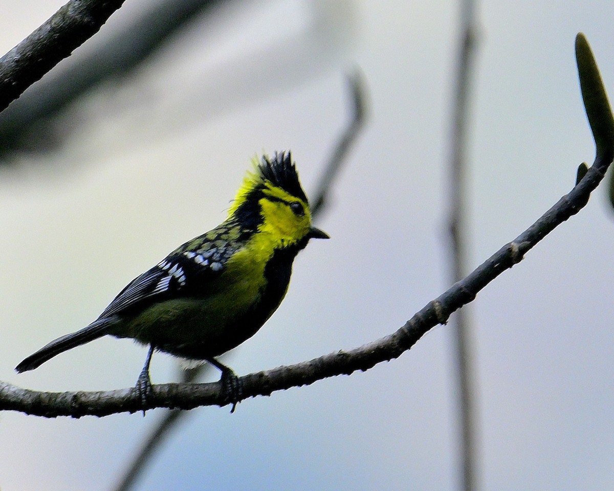 Yellow-cheeked Tit - ML617555677